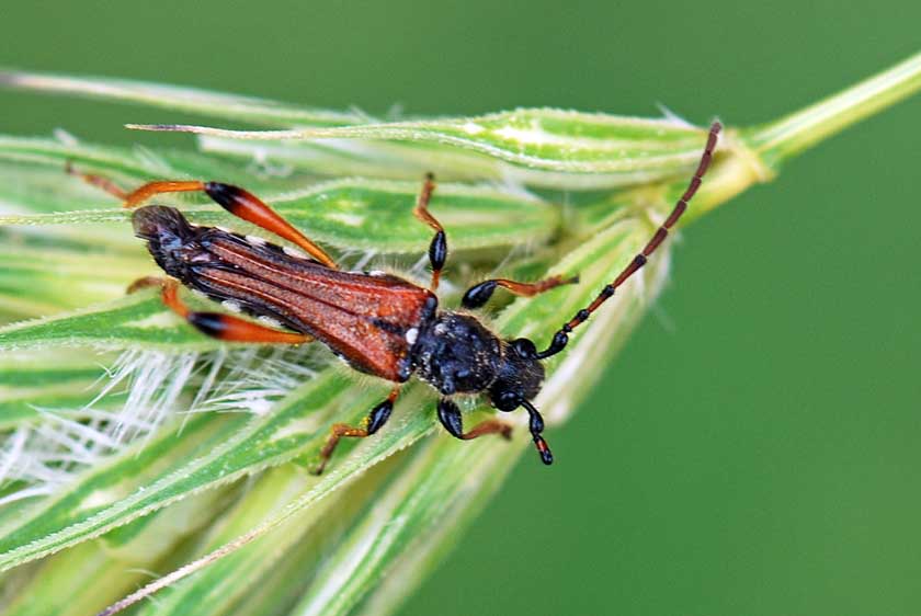 da id.: Stenopterus rufus v. geniculatus